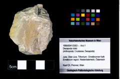 Foto (Objekt + Etikett) von Decapoda indet.  (NHMW-GEO-1990-0041-2583)